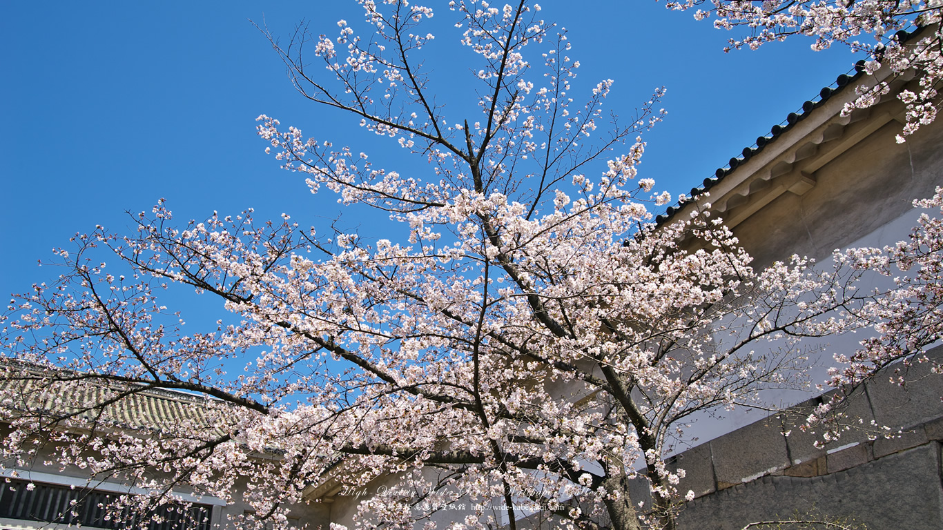 ワイド自然壁紙(16:9-1366x768)－大阪城の桜-1