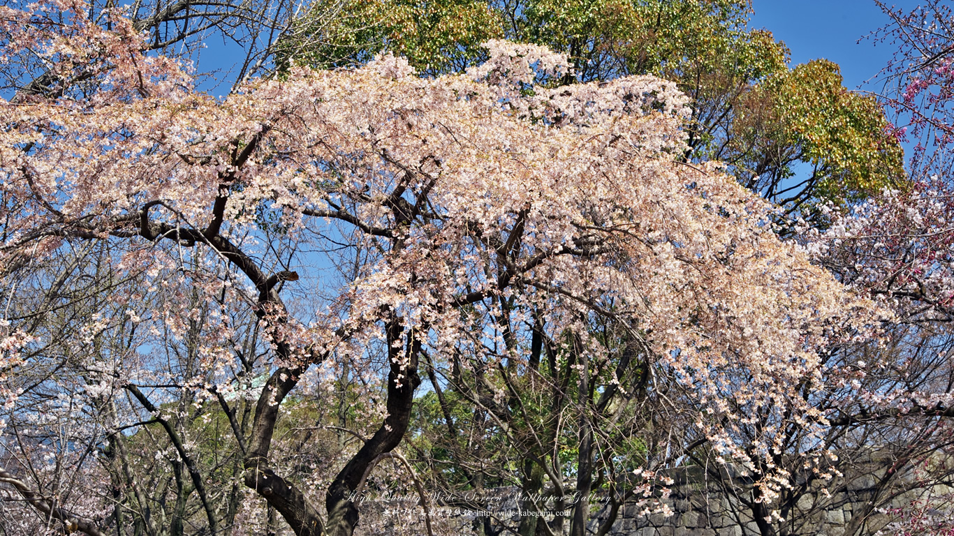 ワイド自然壁紙(16:9-1366x768)－大阪城の桜-2