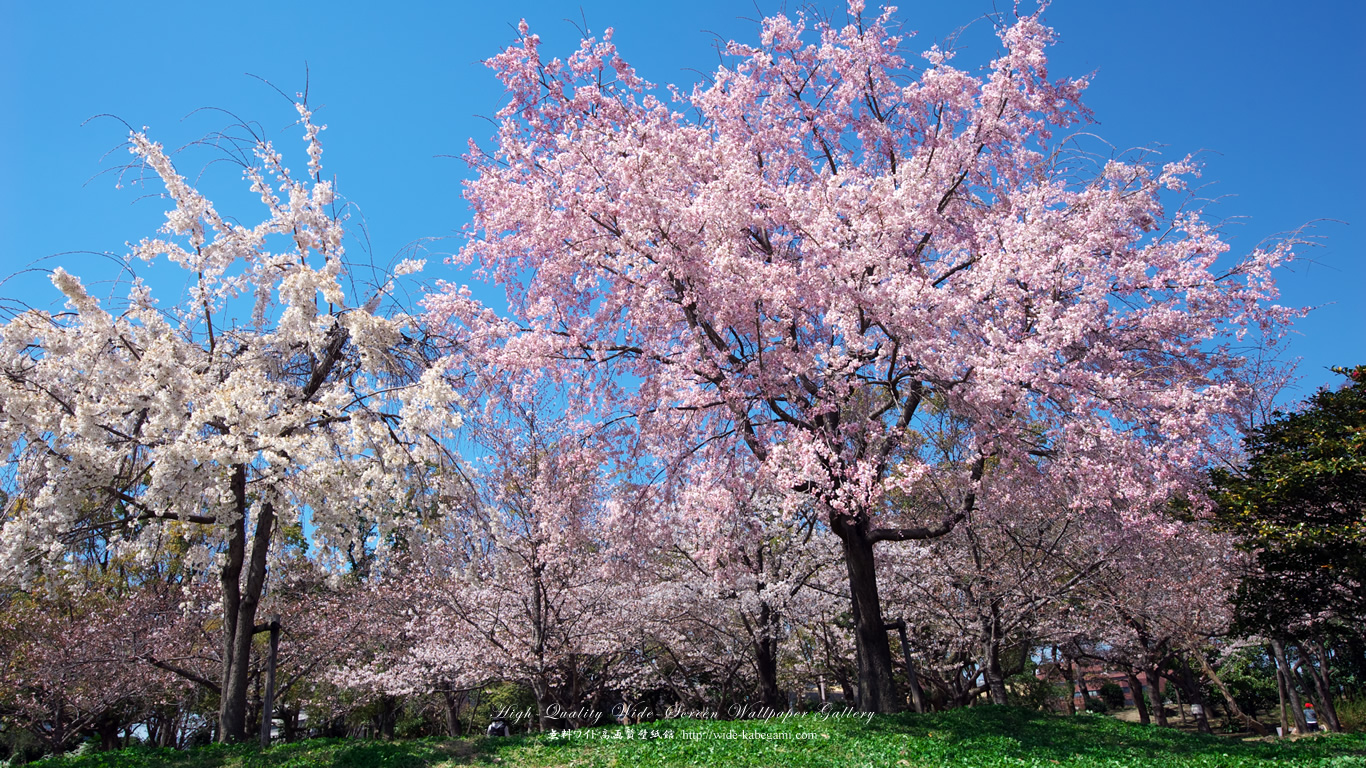 自然風景のワイド壁紙 1366x768 大阪城の桜 3 無料ワイド高画質壁紙館