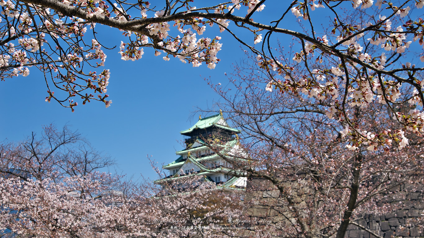 ワイド自然壁紙(16:9-1366x768)－大阪城と桜-1