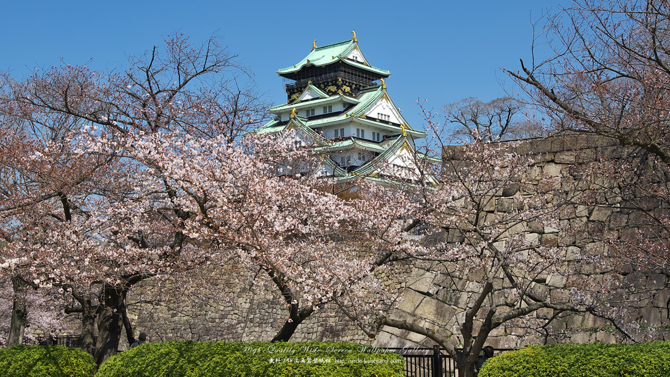 ワイド自然壁紙(16:9-1366x768)－大阪城と桜-2