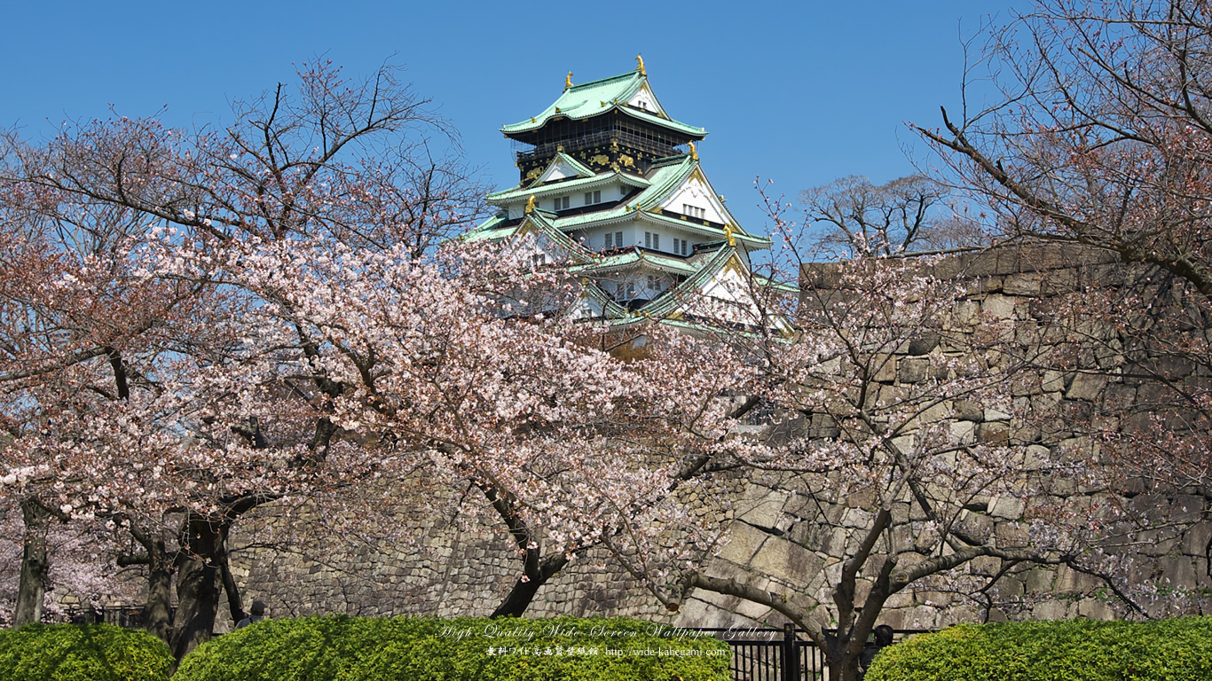 自然風景のワイド壁紙 1366x768 大阪城と桜 2 無料ワイド高画質壁紙館