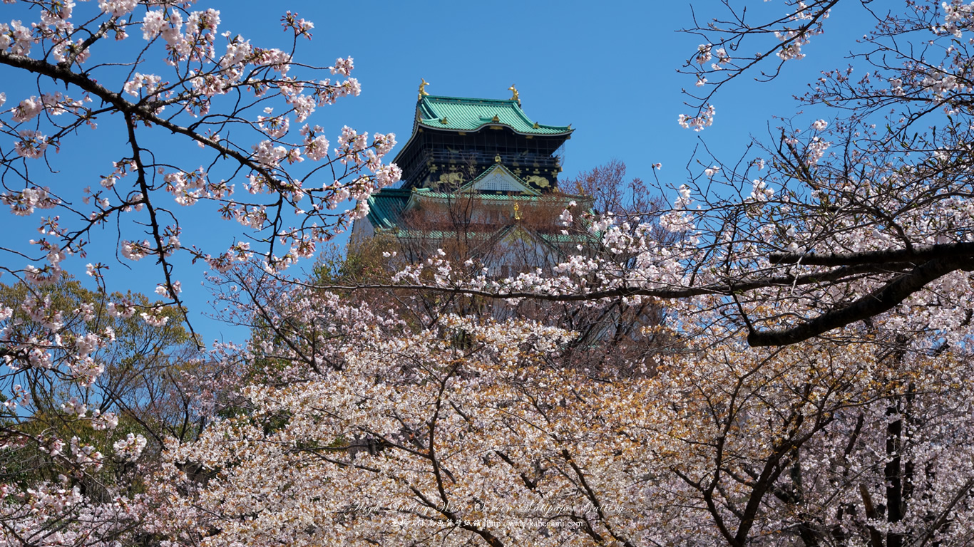 ワイド自然壁紙(16:9-1366x768)－大阪城と桜-3