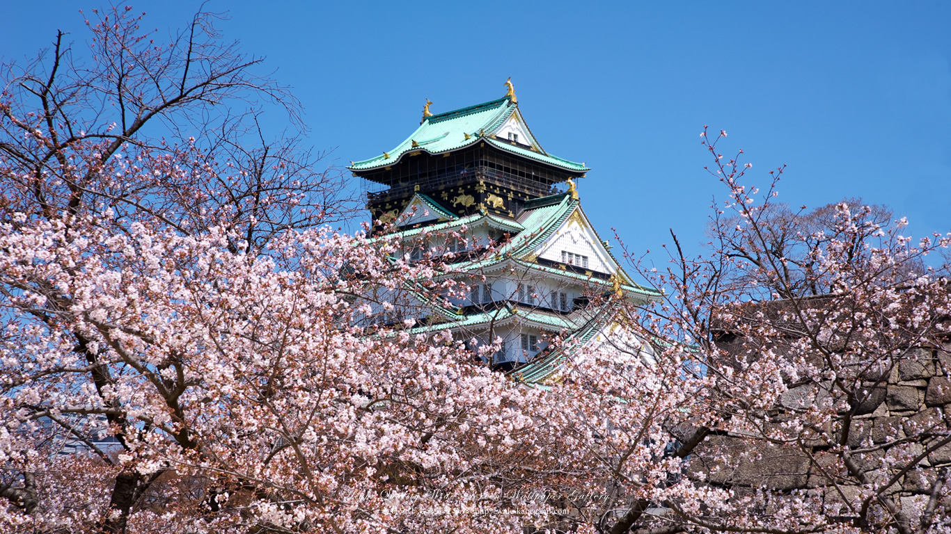 ワイド自然壁紙(16:9-1366x768)－大阪城と桜-4