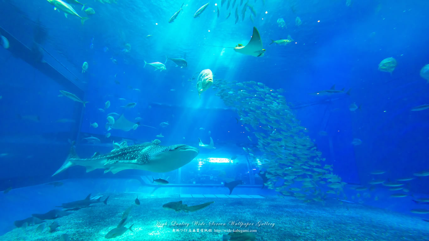 自然風景のワイド壁紙 1366x768 沖縄 美ら海水族館 5 無料ワイド高画質壁紙館