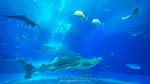 ワイドスクリーン自然壁紙(16:9-1366x768)－海洋博公園にある人気スポット