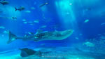 ワイドスクリーン自然壁紙(16:9-1366x768)－海洋博公園にある人気スポット
