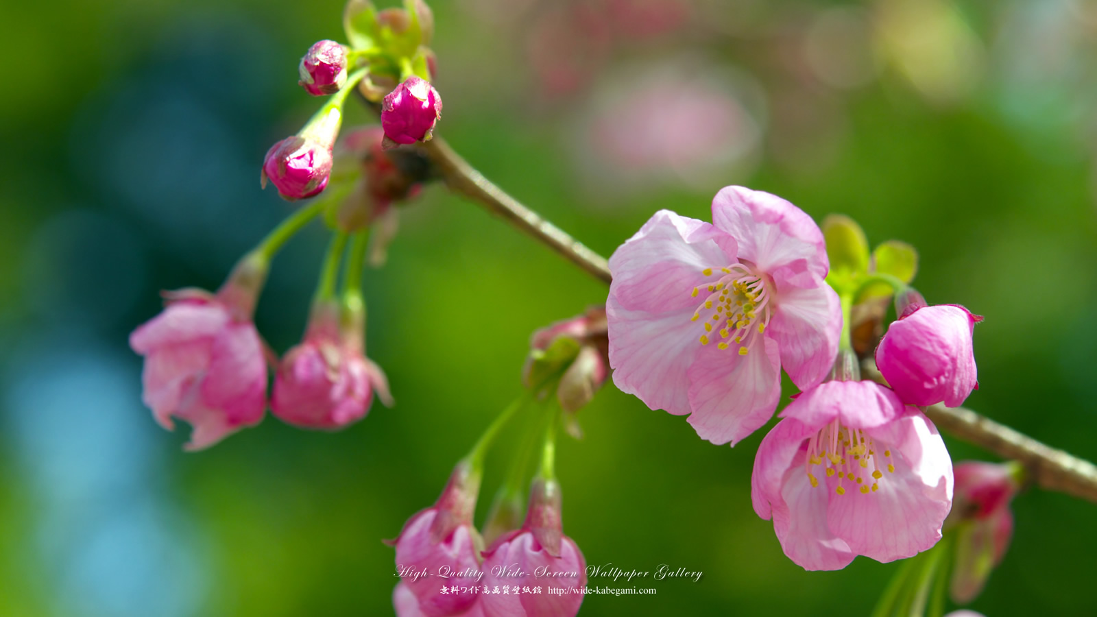 ワイド壁紙(1600x900)－桜・さくら・サクラ-2