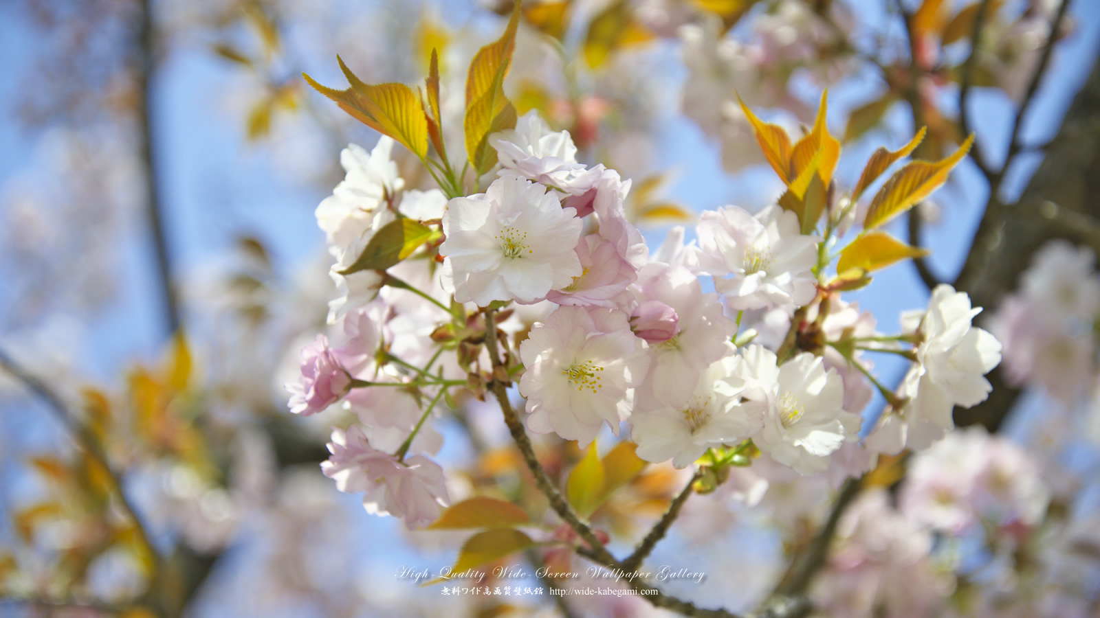 ワイド壁紙(1600x900)－桜