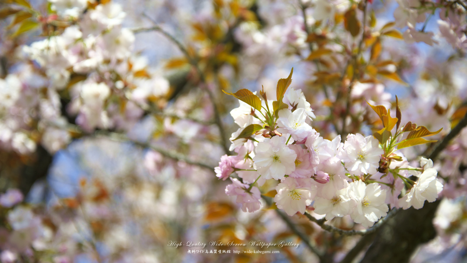 ワイド壁紙(1600x900)－桜