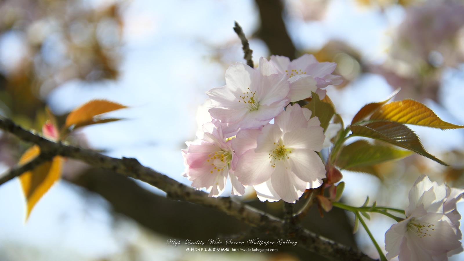 ワイド壁紙(1600x900)－桜