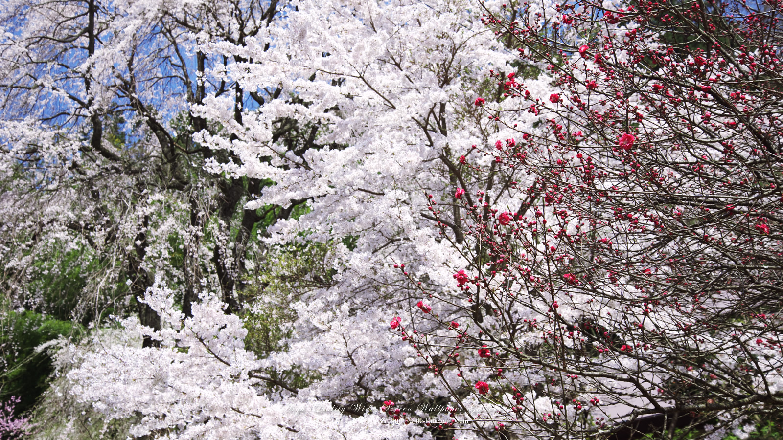 ワイド壁紙(1600x900)－桜