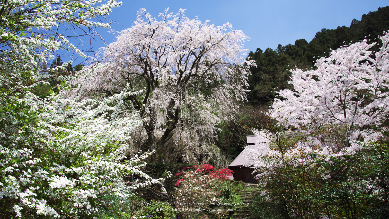 ワイド壁紙(1600x900)－桜