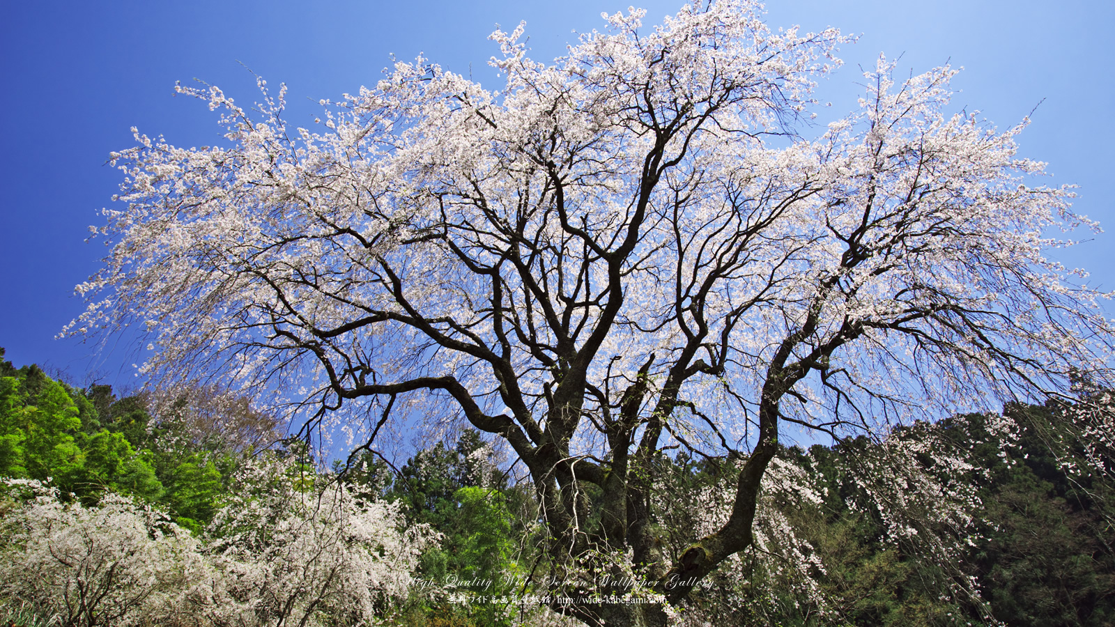 ワイド壁紙(1600x900)－桜