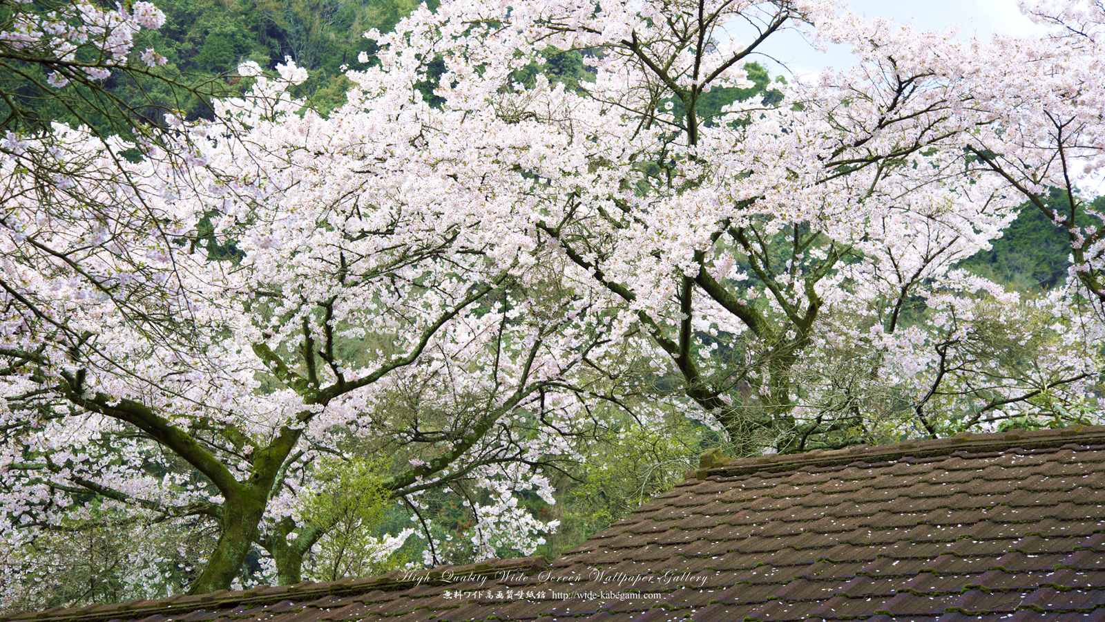 ワイド壁紙(1600x900)－桜