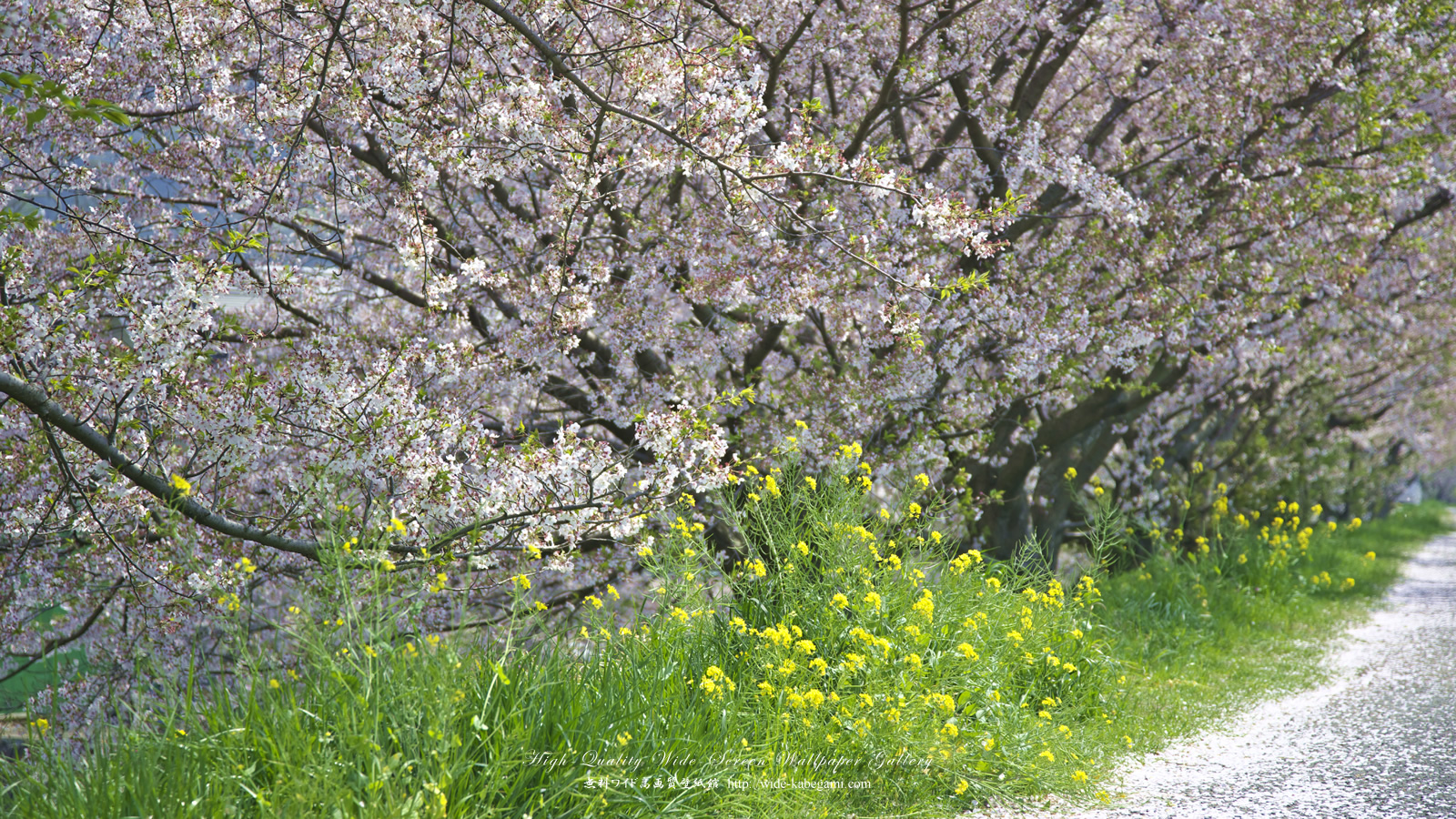 ワイド壁紙(1600x900)－桜