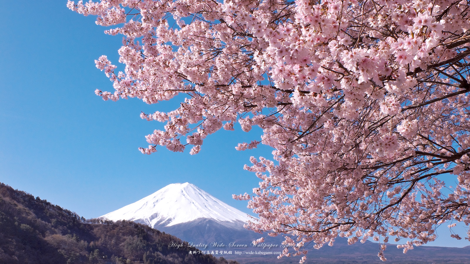 富士山のワイド壁紙 1600x900 桜と富士山 無料ワイド高画質壁紙館