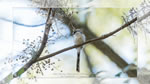 ワイドスクリーン自然壁紙(16:9-1600x900)－野鳥