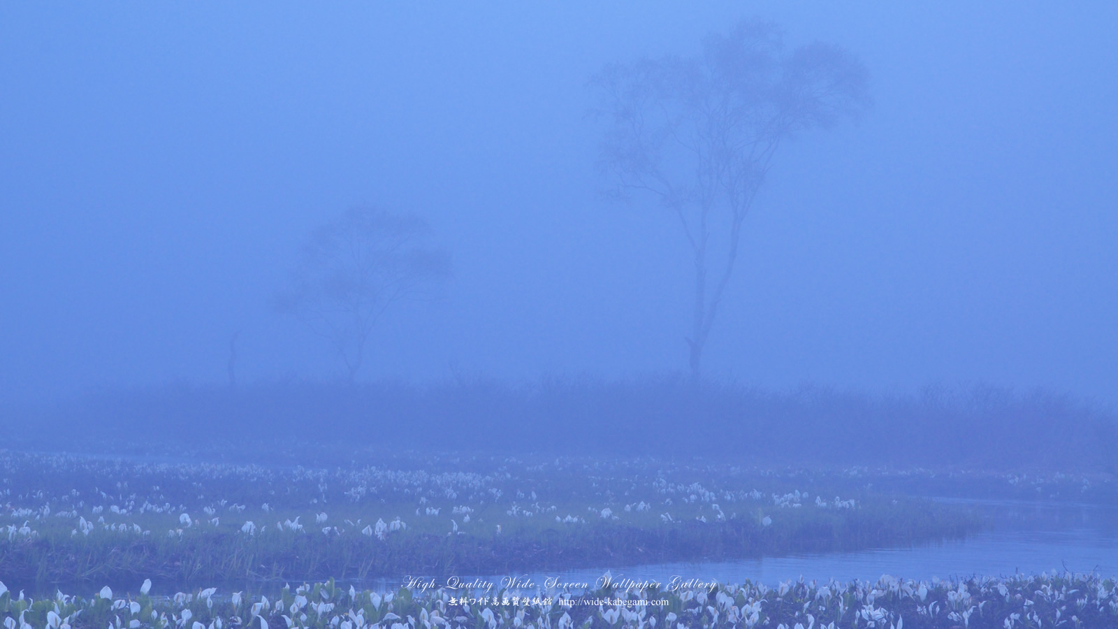 ワイド壁紙(1600x900)－湿原霧景