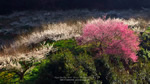 ワイドスクリーン自然壁紙(16:9-1600x900)－白梅・紅梅