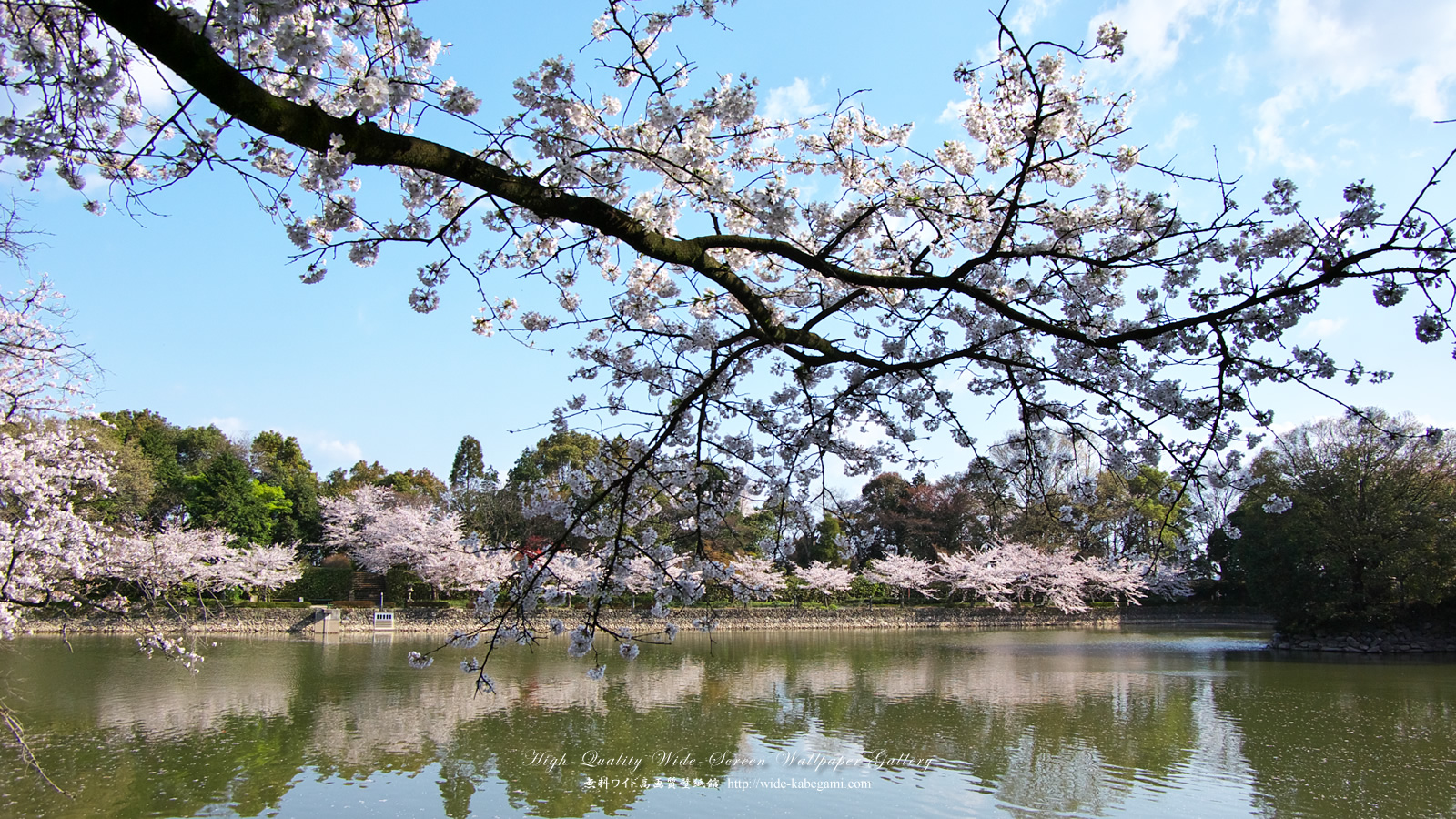 ワイド壁紙(1600x900)－広瀬公園の桜-2