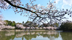 ワイドスクリーン自然壁紙(16:9-1600x900)－桜・さくら・サクラ