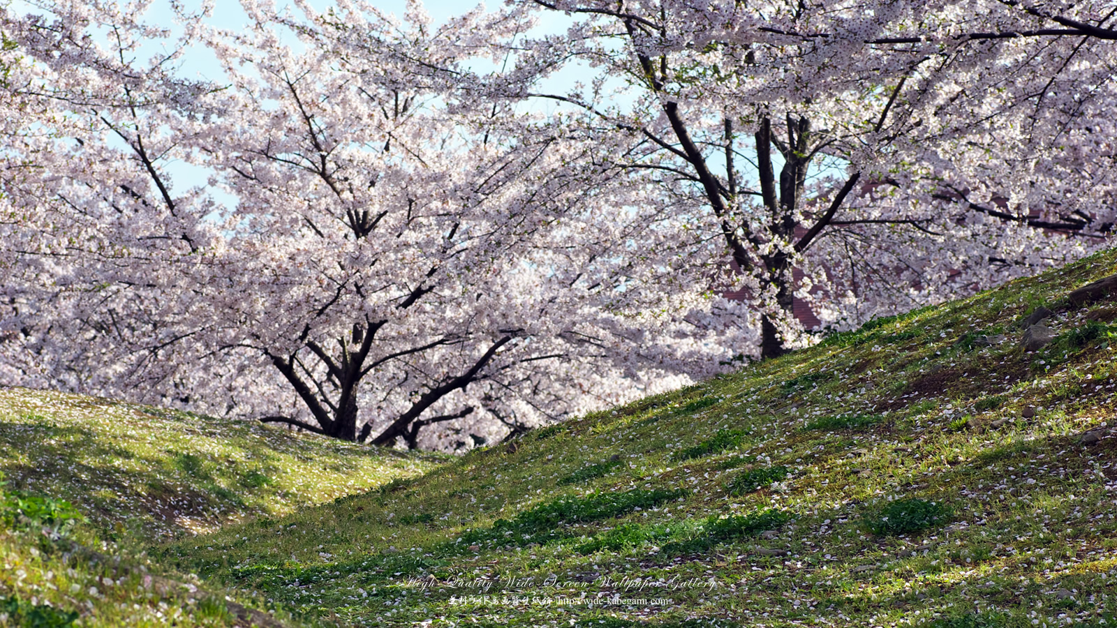 ワイド壁紙(1600x900)－広瀬公園の桜-4