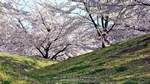 ワイドスクリーン自然壁紙(16:9-1600x900)－桜・さくら・サクラ