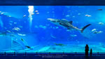 ワイドスクリーン自然壁紙(16:9-1600x900)－海洋博公園にある人気スポット