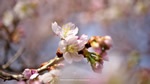 ワイドスクリーン自然壁紙(16:9-1920x1080)－寒桜