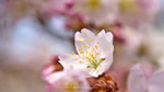 ワイドスクリーン自然壁紙(16:9-1920x1080)－寒桜