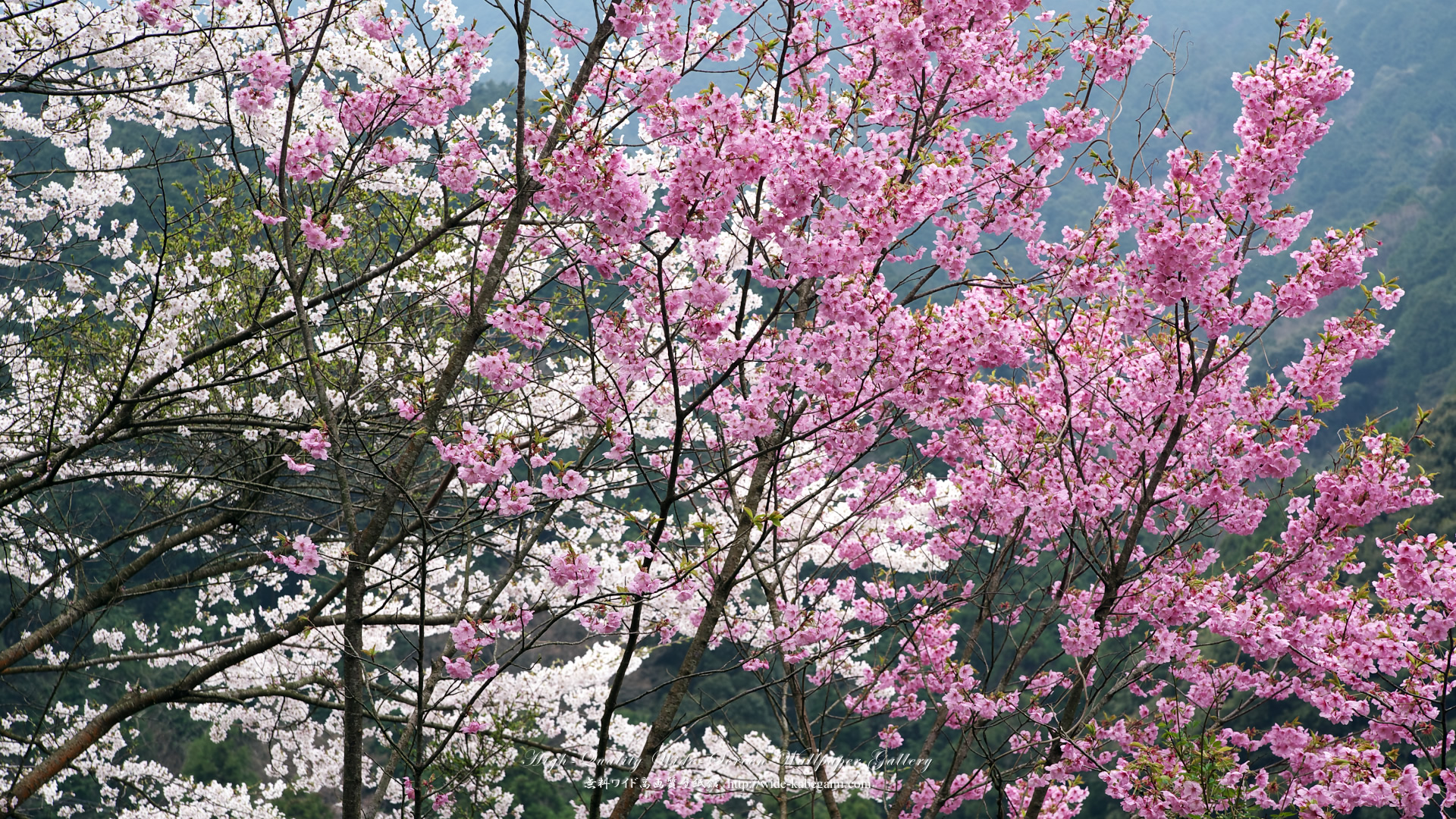 花のワイド壁紙 1920x1080 桜 さくら サクラ 4 無料ワイド高画質壁紙館