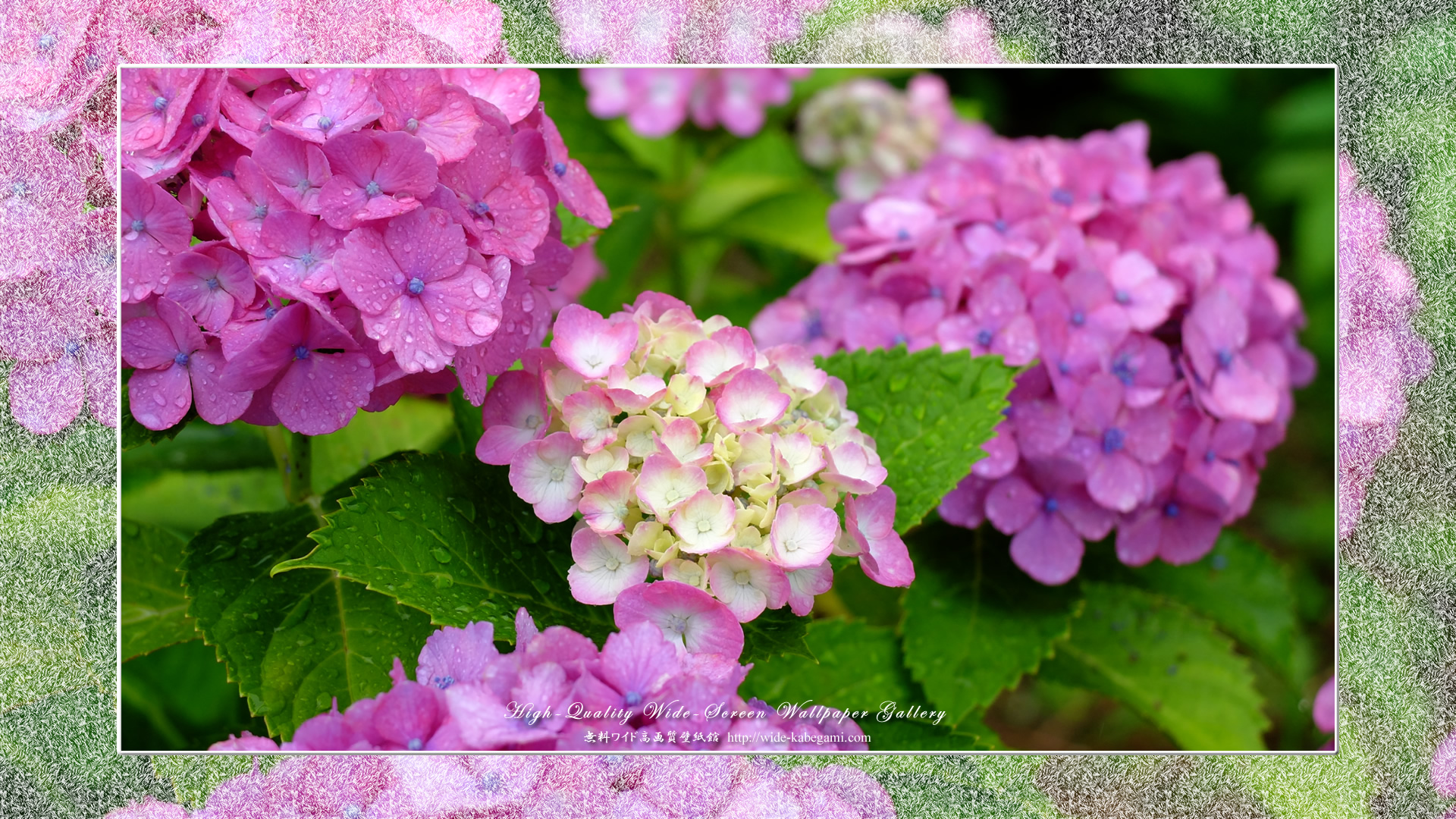 新しいコレクション デスクトップ 紫陽花 壁紙 ただ素晴らしい花