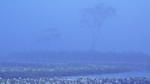 ワイドスクリーン自然壁紙(16:9-1920x1080)－湿原霧景