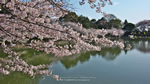 ワイドスクリーン自然壁紙(16:9-1920x1080)－桜・さくら・サクラ