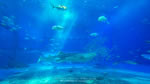 ワイドスクリーン自然壁紙(16:9-1920x1080)－海洋博公園にある人気スポット