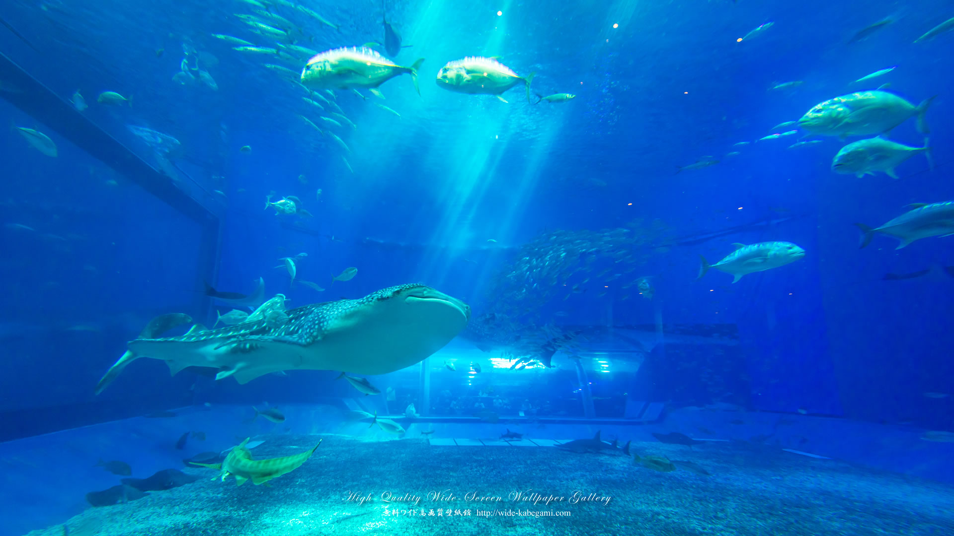 自然風景のワイド壁紙 19x1080 沖縄 美ら海水族館 4 無料ワイド高画質壁紙館