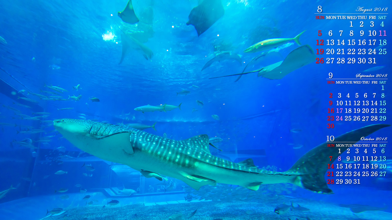 18年8月の自然カレンダー壁紙 美ら海水族館の主 無料ワイド高画質壁紙館