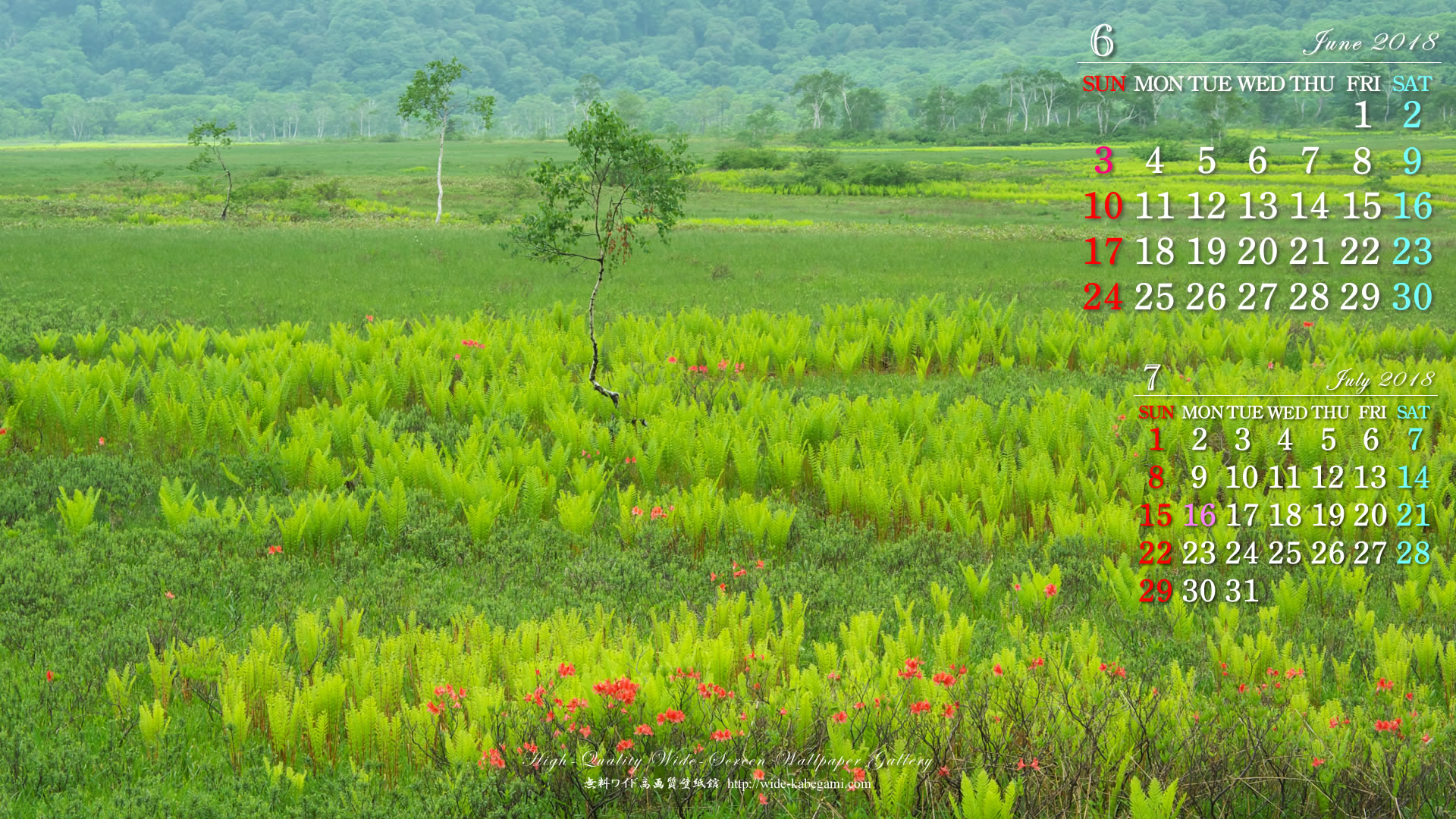 18年6月の自然カレンダー壁紙 レンゲツツジ咲く湿原 無料ワイド高画質壁紙館