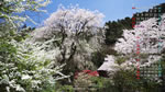 2019年4月の壁紙カレンダー