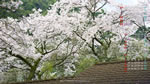 2019年4月の壁紙カレンダー