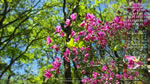 2019年5月の壁紙カレンダー