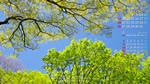 2019年5月の壁紙カレンダー